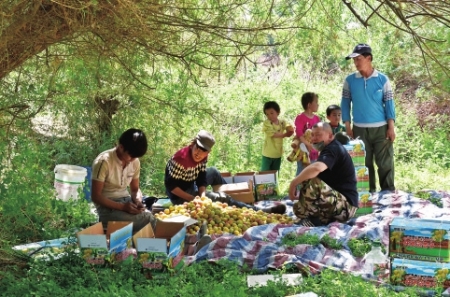 　　▲托克逊县夏乡工尚村的果农在杏园装箱。新疆吐鲁番托克逊县现有4.4万亩杏林，近年来，围绕万亩杏园积极发展生态旅游，拓宽了当地果农致富之路（5月13日摄）。<br>