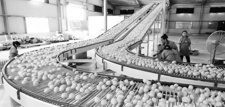 　　▲绿杨农业蛋鸡自动化养殖场项目投产。（资料图片）<br>