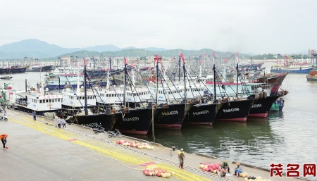 在博贺码头，渔船已经全部靠港避风。本报记者甘杨松摄<br>