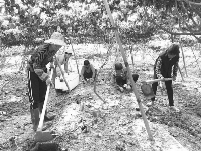 白石村民在百香果基地种植新品种。 通讯员董天忠摄<br>