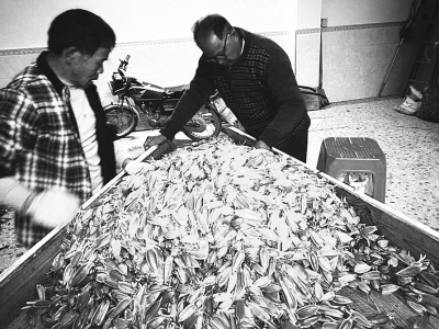 　　去年底，化州市宝圩供销社长誉黄栀子种植专业合作社的黄栀子喜获丰收，果靓质优，图为工人在分拣黄栀子。 资料图片<br>