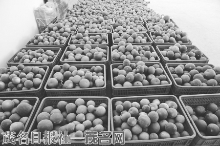 　　“化州橘红”被列入国家级农产品区域公用品牌。<br>