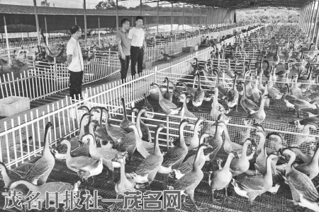 电白区粤丰盈多种经营合作社科学养鹅，带动周边农户致富。<br>