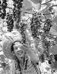 　　高新区引进适合本地种植的葡萄品种，增加了农民创收渠道。<br>