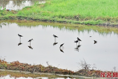 　　昨 天 上午，一群黑翅长脚鹬在镇盛镇彭村湖大桥附近的田间觅食。<br>　　茂名晚报记者余力摄<br>