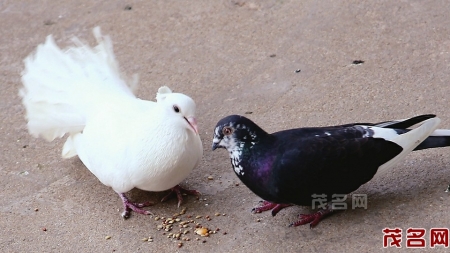 一对鸽子的爱情故事<br>
