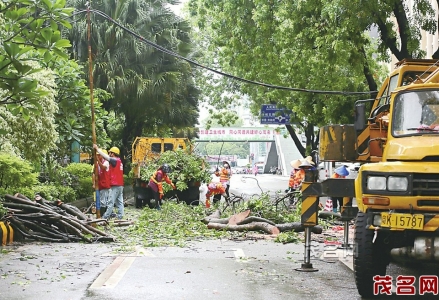 　　工 人正在清理被风吹倒的大树。茂名晚报记者陈国汉摄<br>