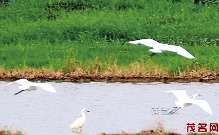 白鹭在彭村湖翩翩起舞。<br>